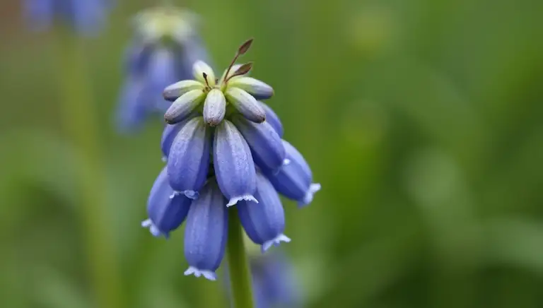 bluebell