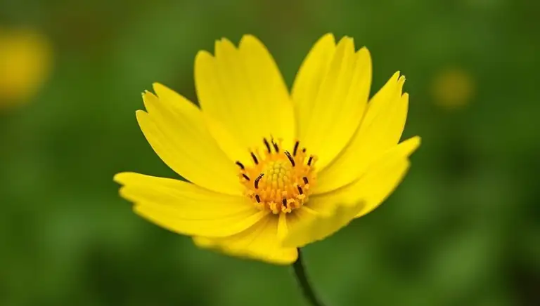 buttercup