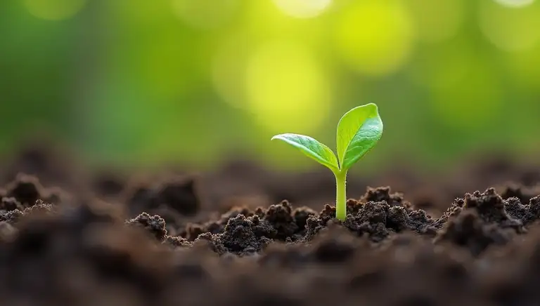 germination