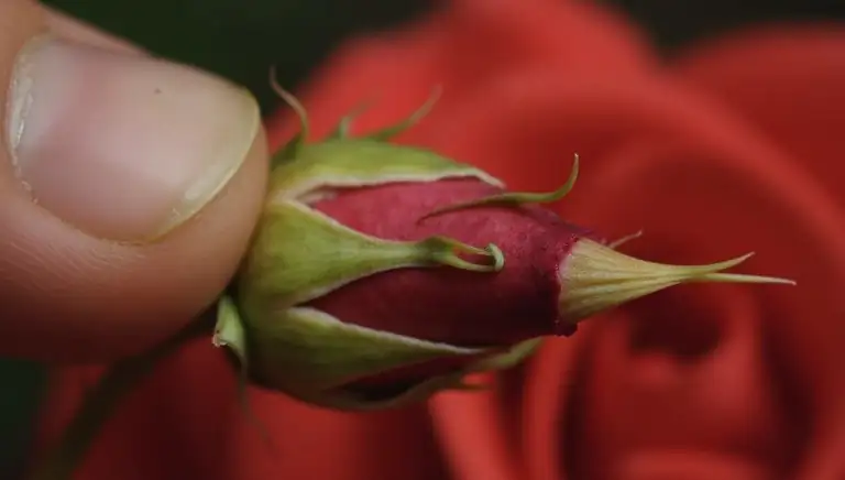 thorny