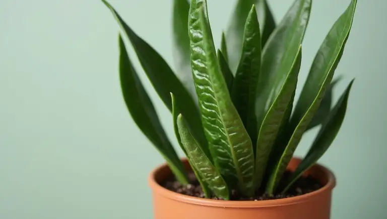 замиокулькас