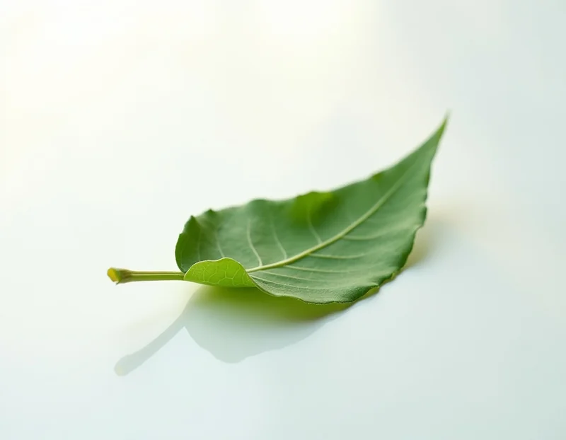 лавровый лист